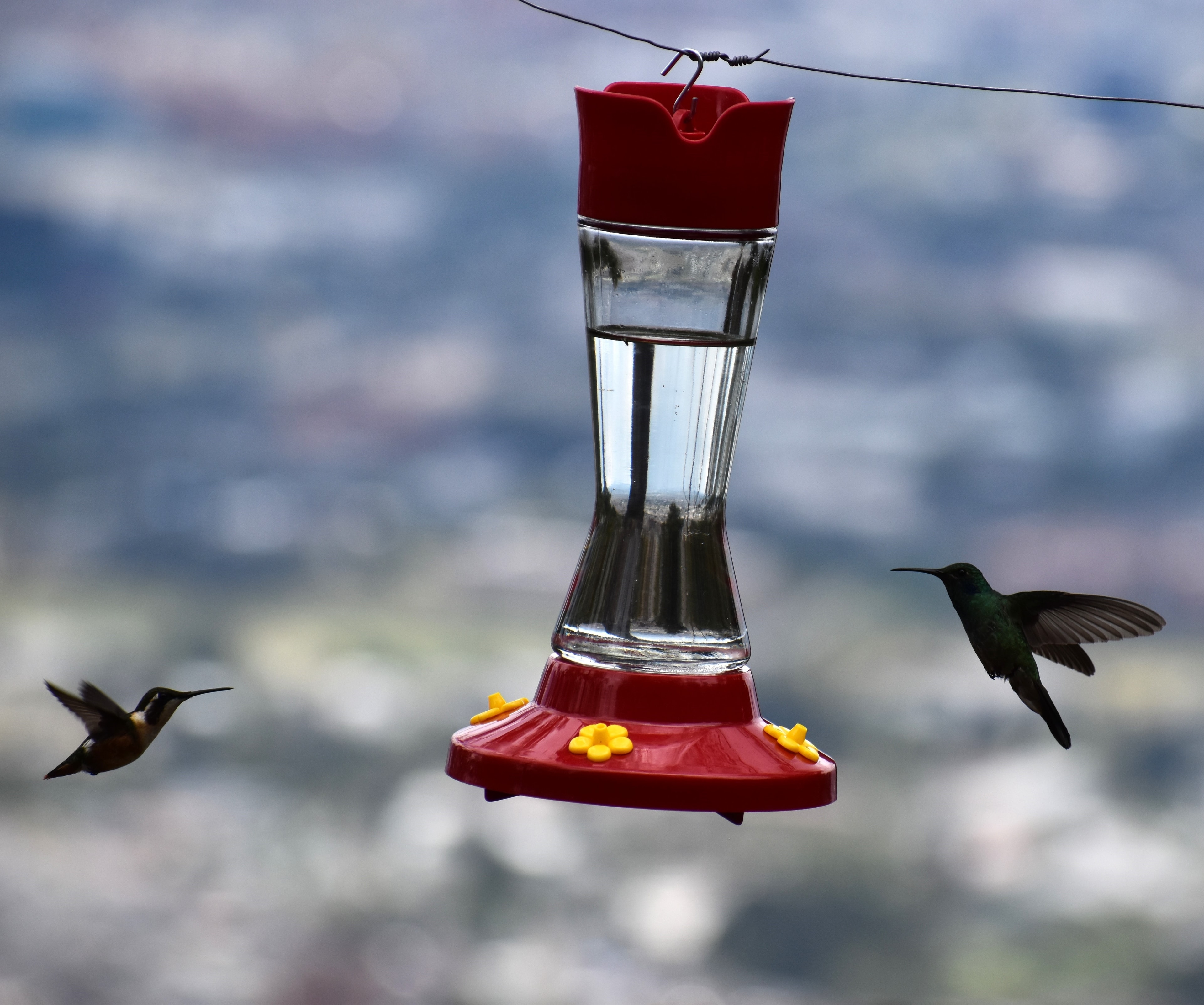 Hummingbird Watching — Beautiful Top View